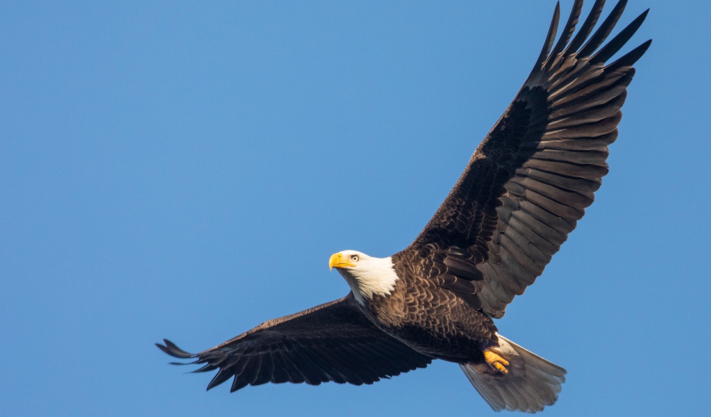 Белоголовый орлан в голубом небе