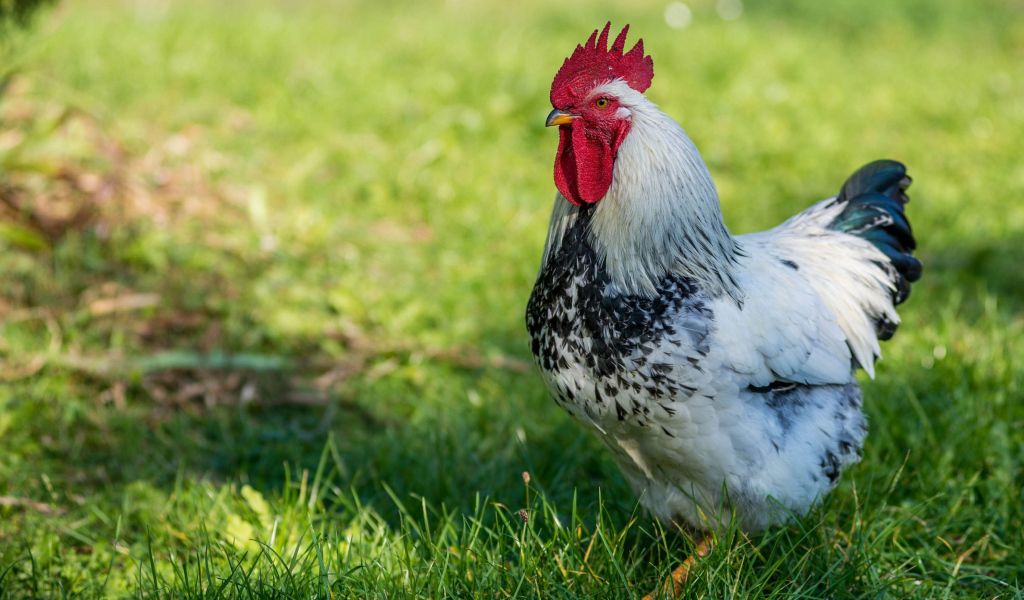 Красивый петух на зеленой траве