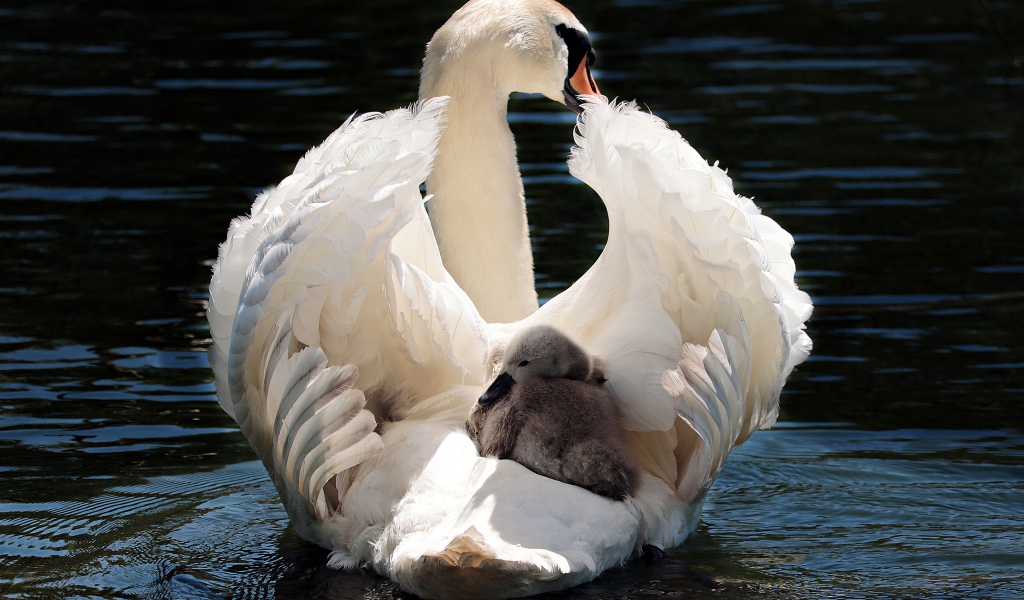 Красивый белый лебедь с птенцом в воде 