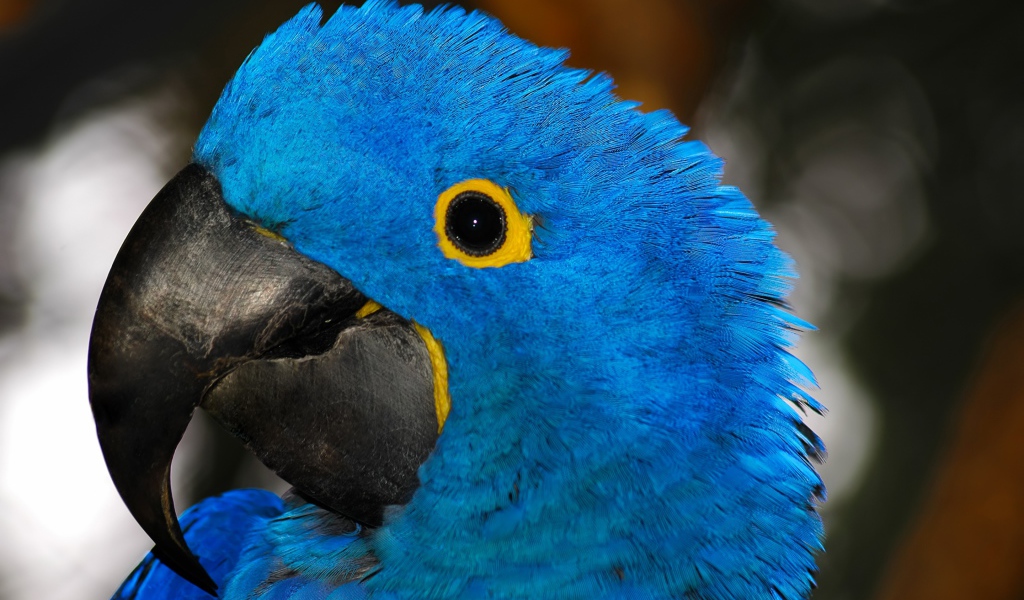 Большой голубой попугай с острым клювом крупным планом