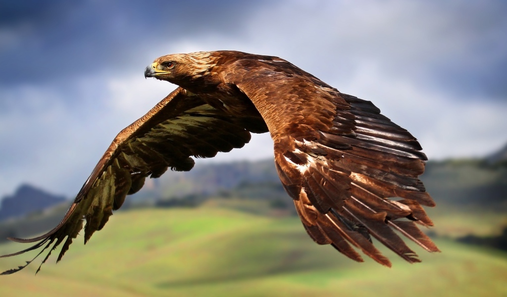 Большой коричневый орел летит в небе 