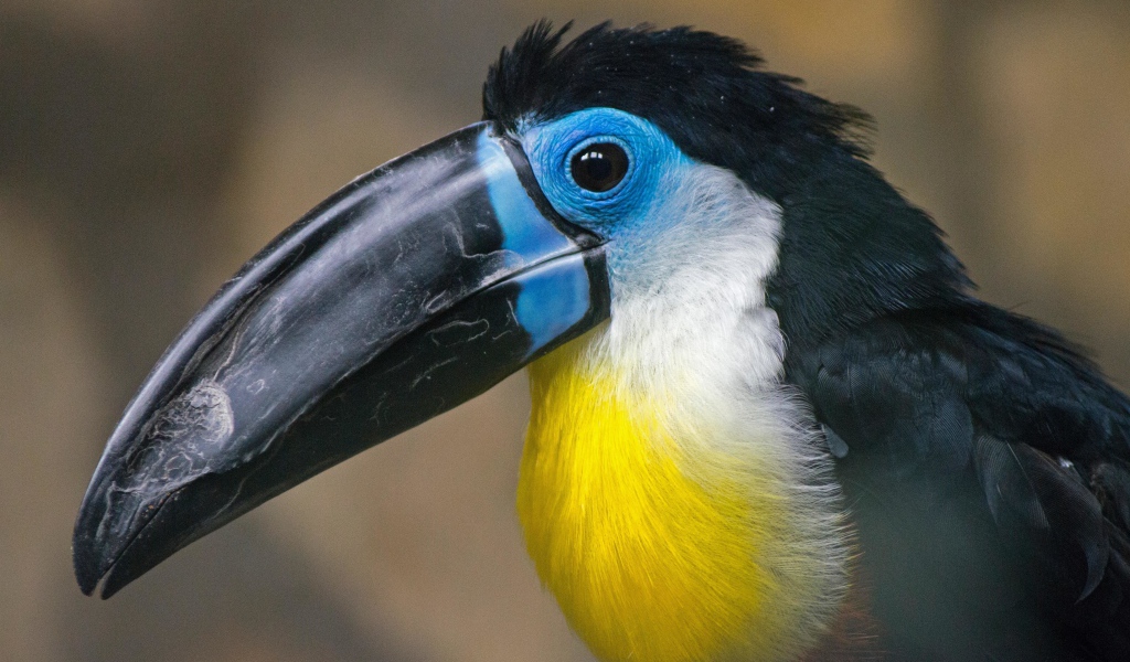 Большой длинный черный клюв птицы тукан