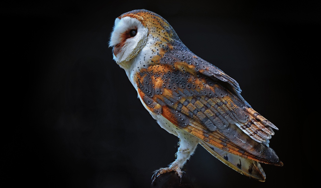 Большая сова на черном фоне