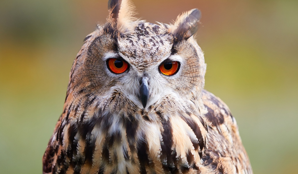 Большая сова с оранжевыми глазами крупным планом