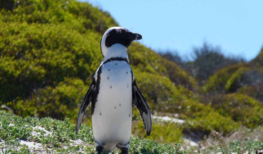 Большой пингвин стоит на зеленой траве