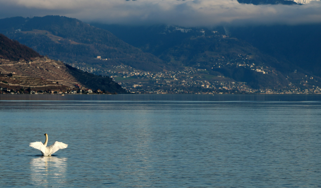 Большой белый лебедь в воде на фоне гор 