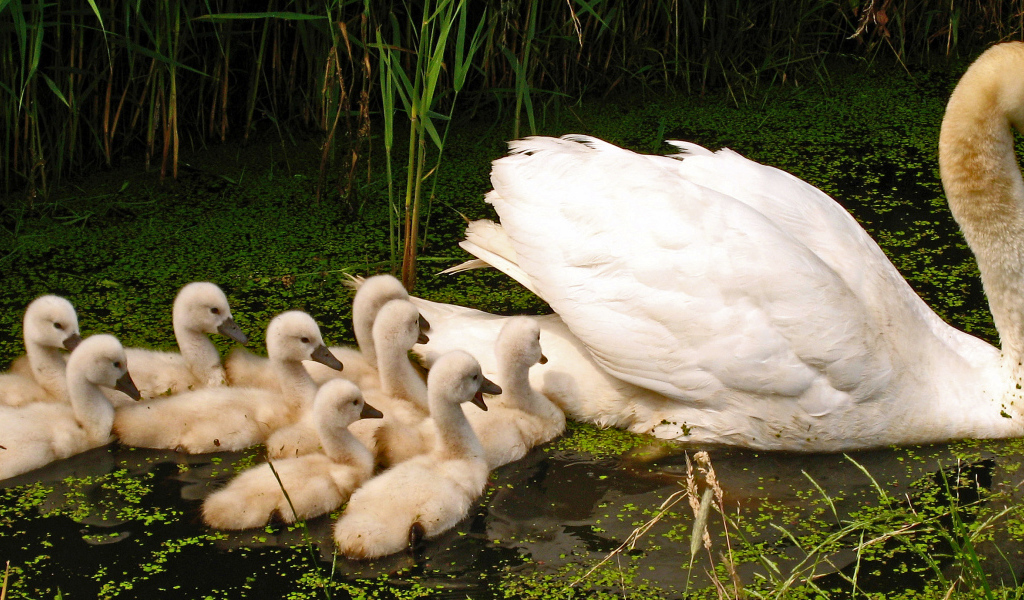 Большой белый лебедь с птенцами в пруду 