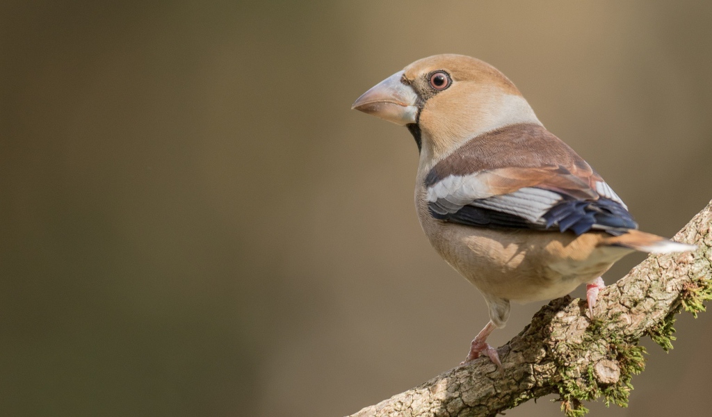 Птица сидит на ветке дерева крупным планом