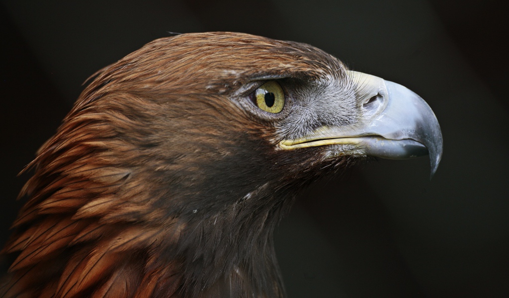 Голова орла с острым клювом крупным планом