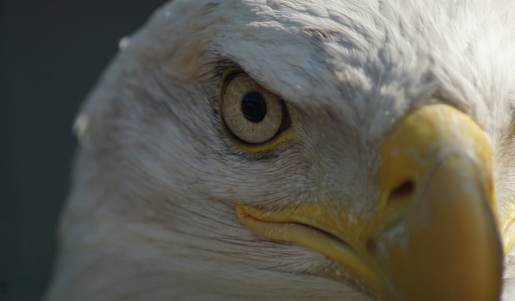 Глаз белоголового орлана крупным планом