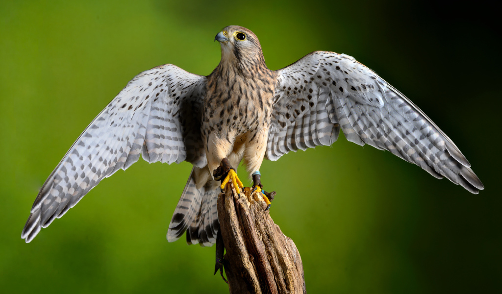 Птица обыкновенная пустельга сидит на дереве