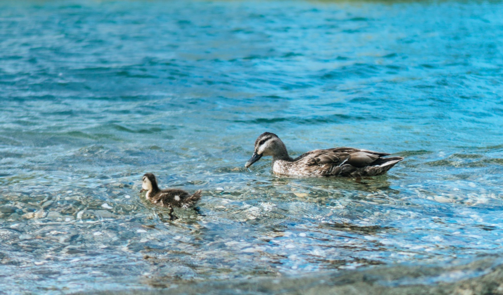 Утка с маленьким утенком в воде