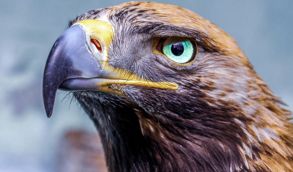 Орел с острым клювом голова крупным планом