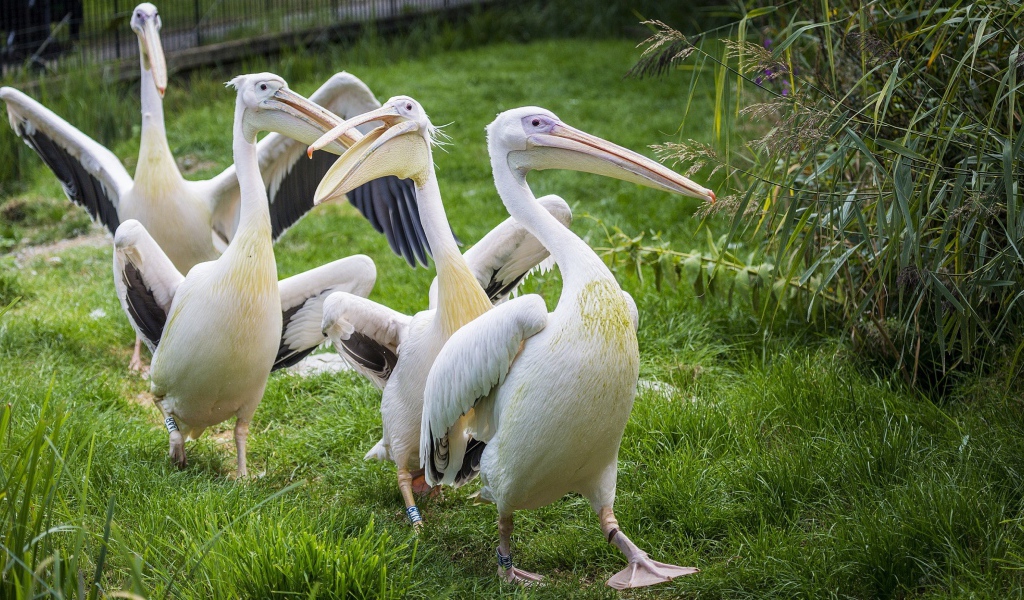 Четыре пеликана идут по зеленой траве