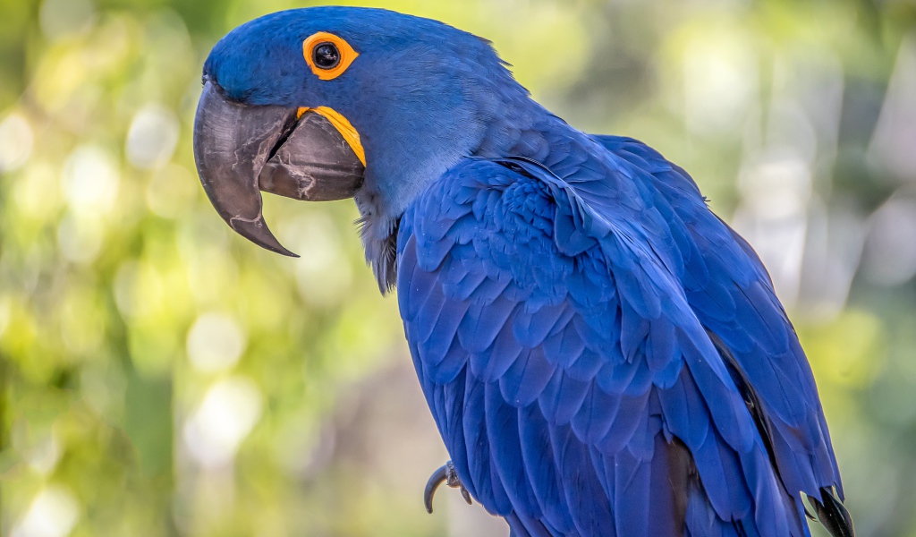 Большой синий ара с длинным клювом 