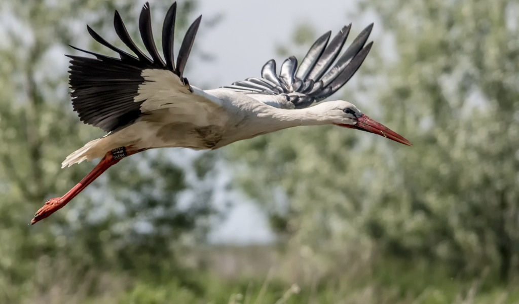 Большая цапля в полете