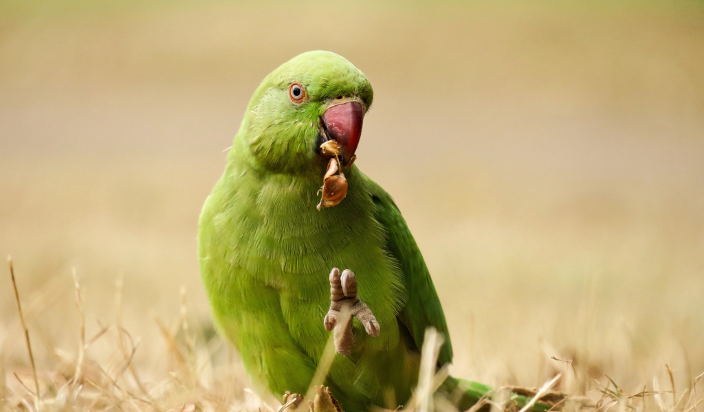 Зеленый попугай ест на траве