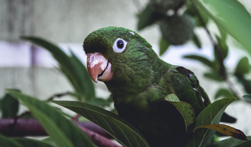 Зеленый попугай сидит в листьях 