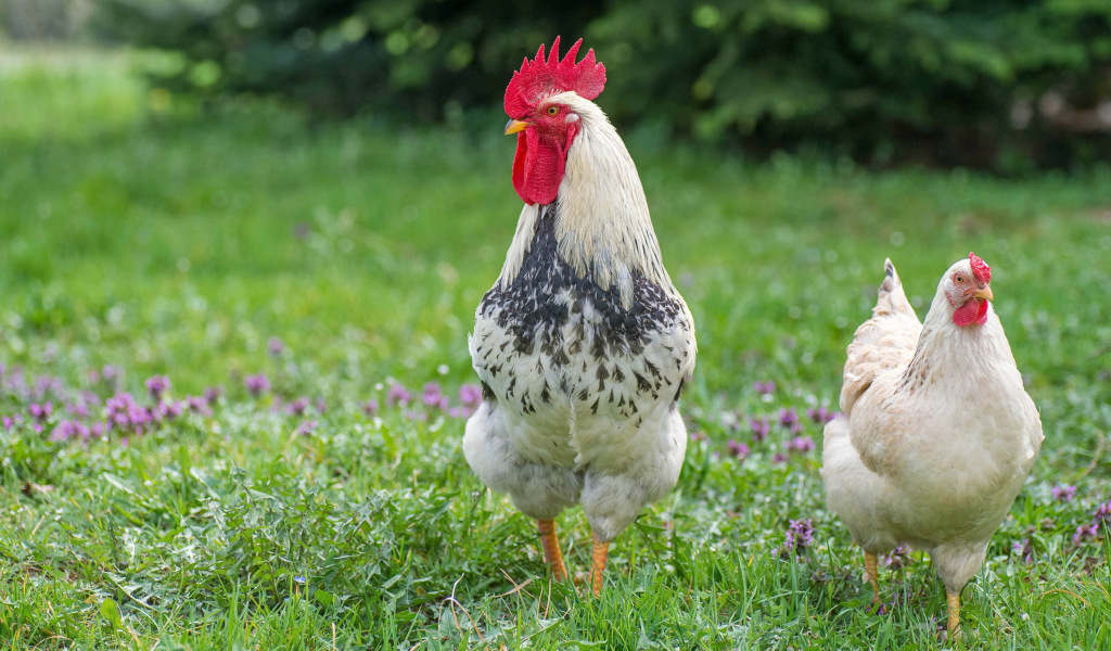 Домашний петух и курица на зеленой траве