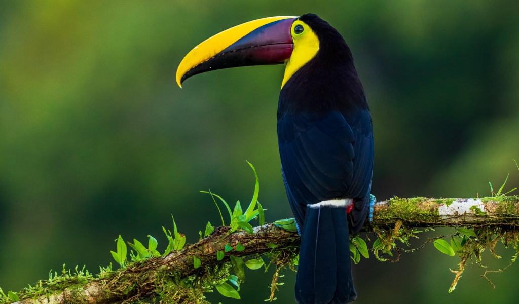 Большой разноцветный тукан сидит на ветке