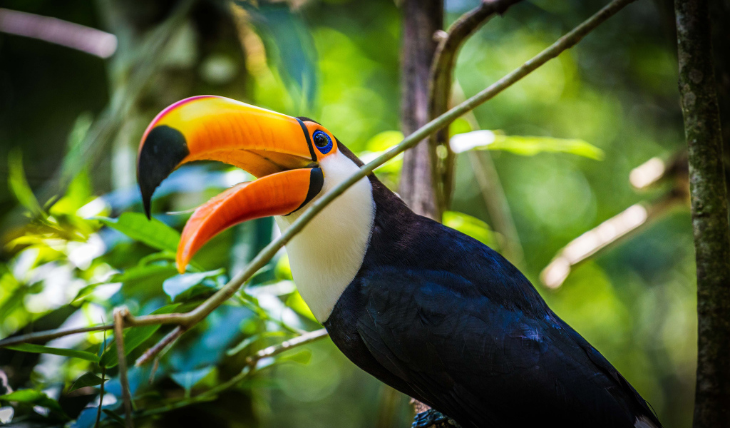 Большой тукан с открытым клювом сидит на ветке