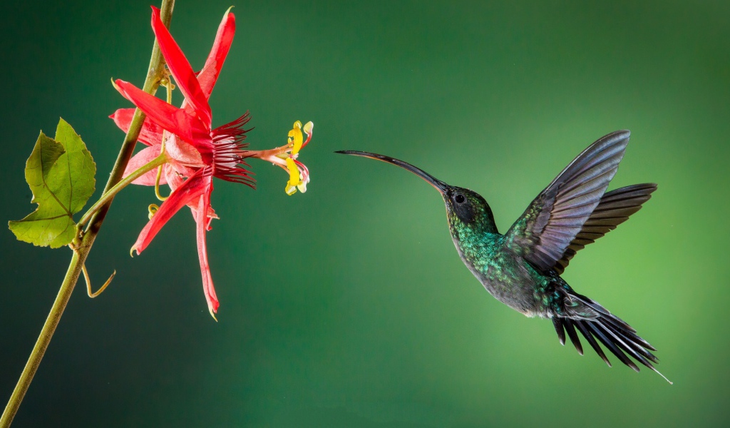 Маленькая птичка колибри пьет нектар с цветка