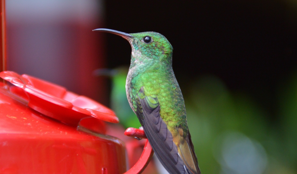 Маленькая птичка колибри к водопоя