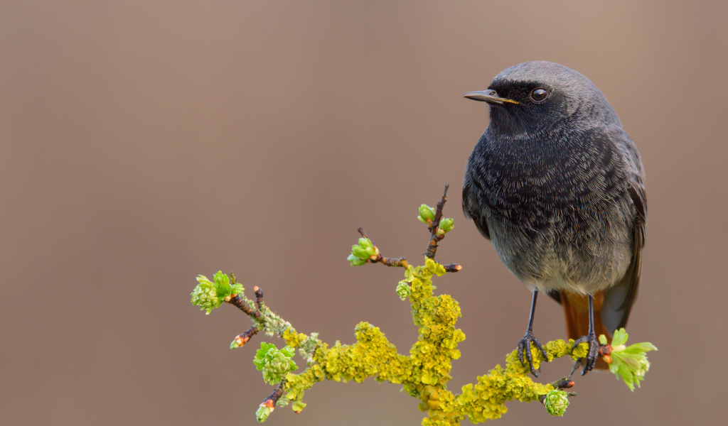 Маленькая птица сидит на ветке