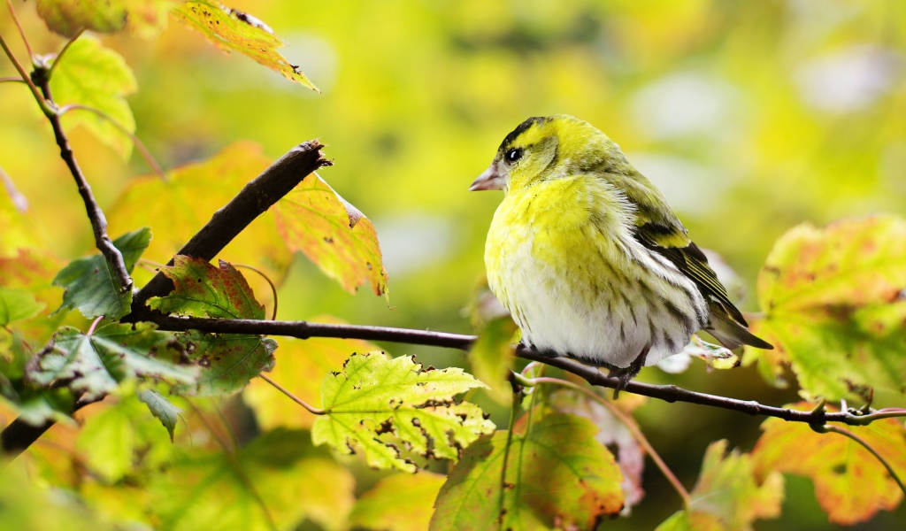Маленькая птичка сидит на ветке с желтыми листьями