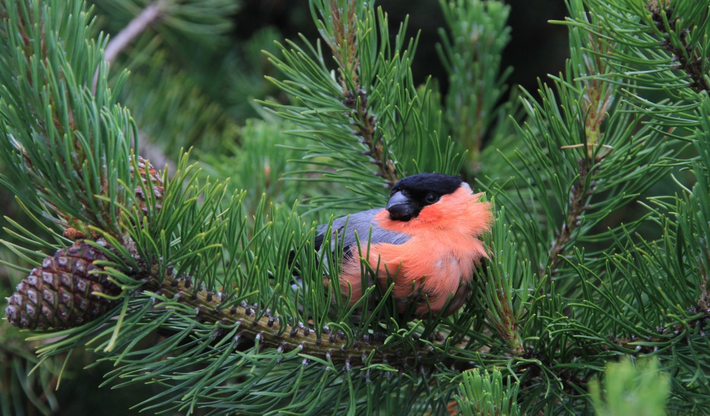Маленький снегирь сидит в сосновых ветках 