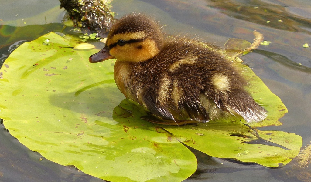 Маленький утенок сидит на зеленом листе в воде