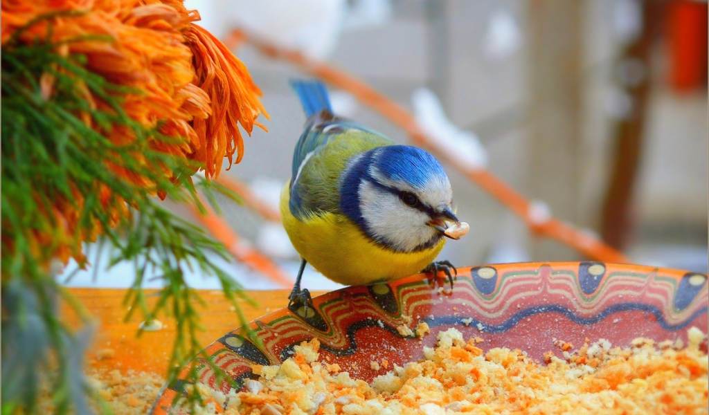 Маленькая синица клюет крошки