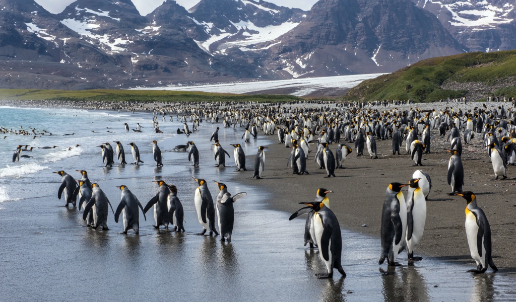 Много пингвинов у воды на фоне гор