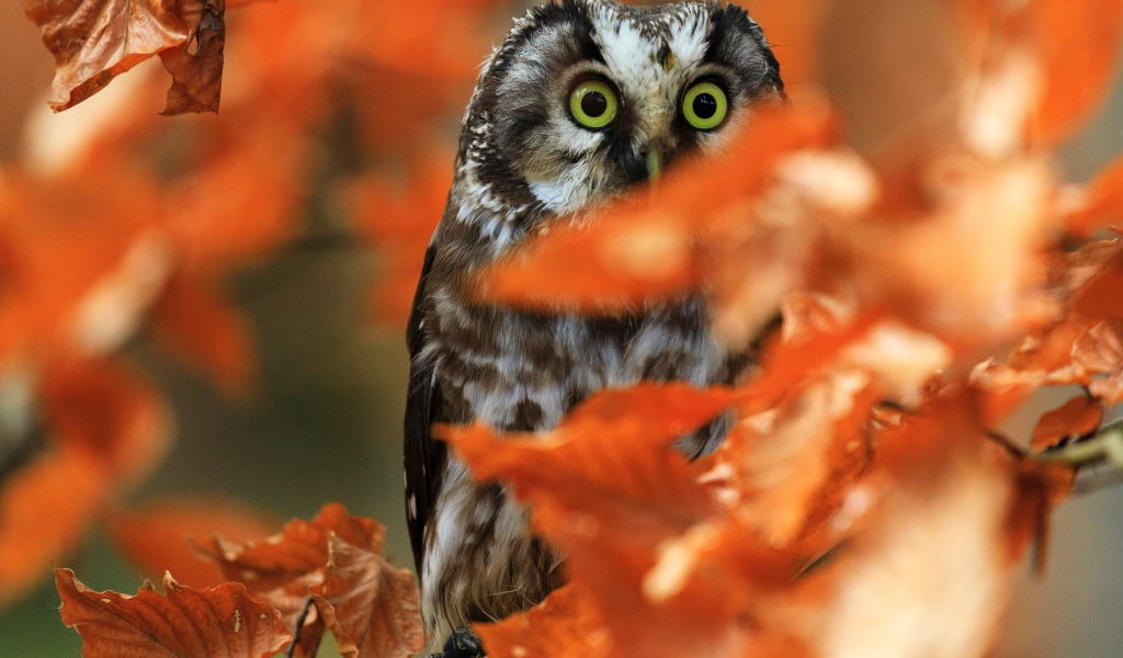 Сова сидит на ветке с сухими осенними листьями