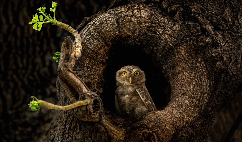 Сова с желтыми глазами сидит в дупле