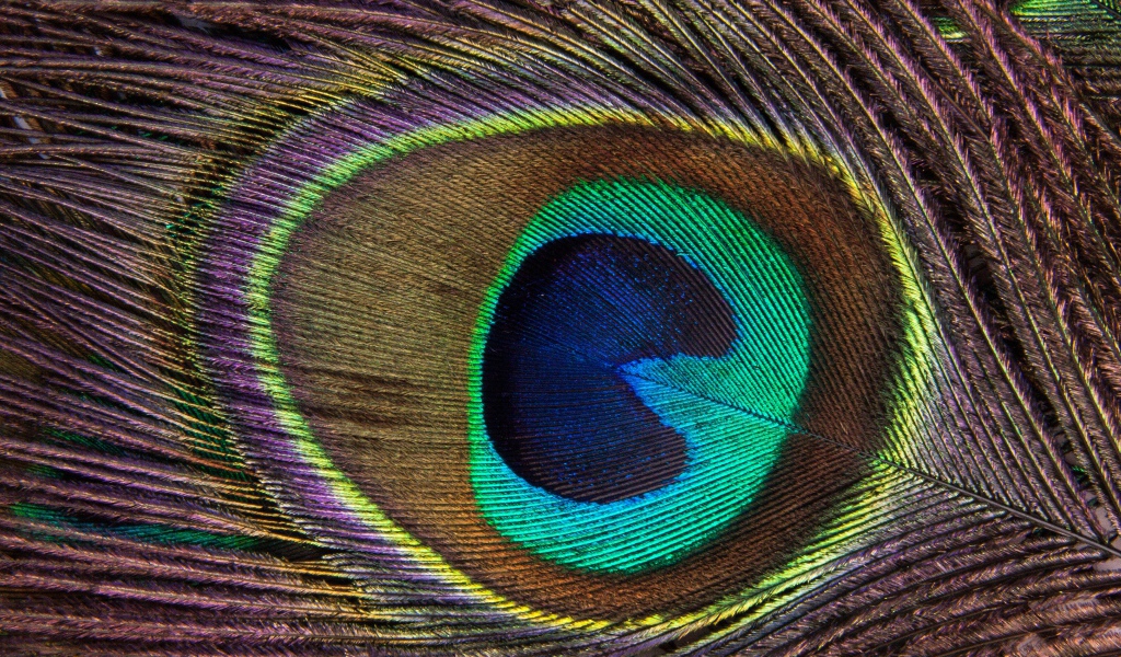 Перо павлина крупным планом 