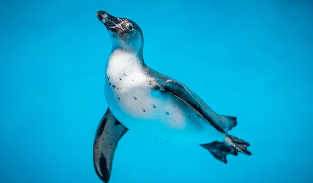 Пингвин в голубой воде крупным планом