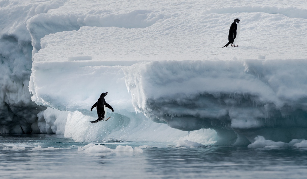 Пингвины выпрыгивают на холодную льдину
