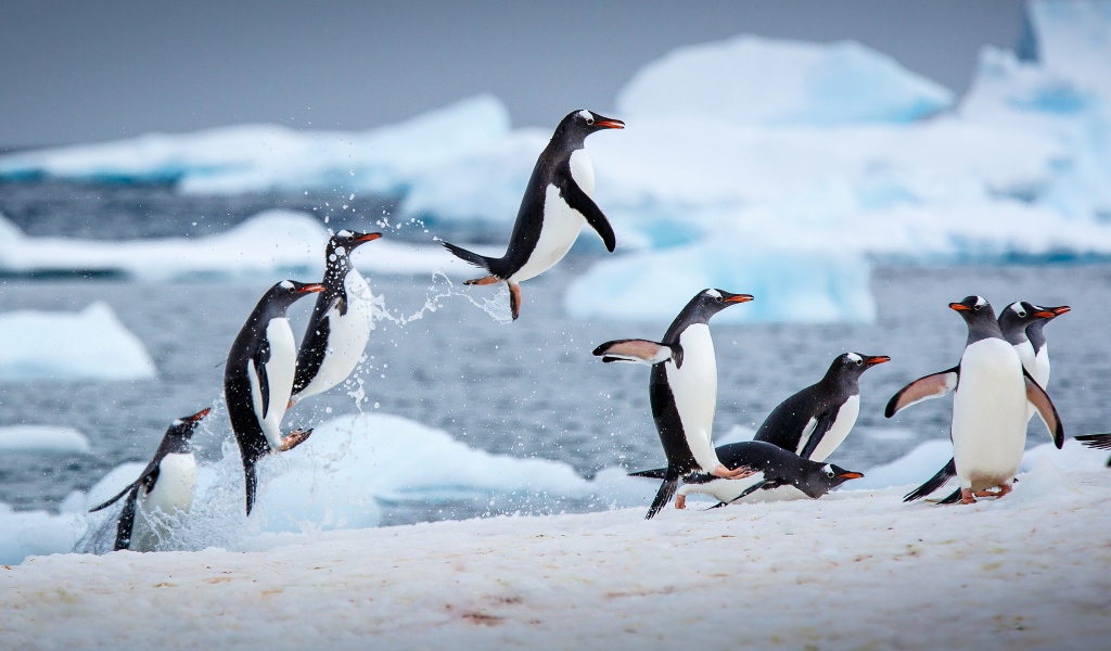 Penguins jump out of the water to snow
