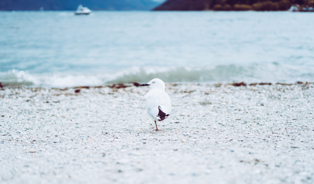 Чайка ходит по песку у воды
