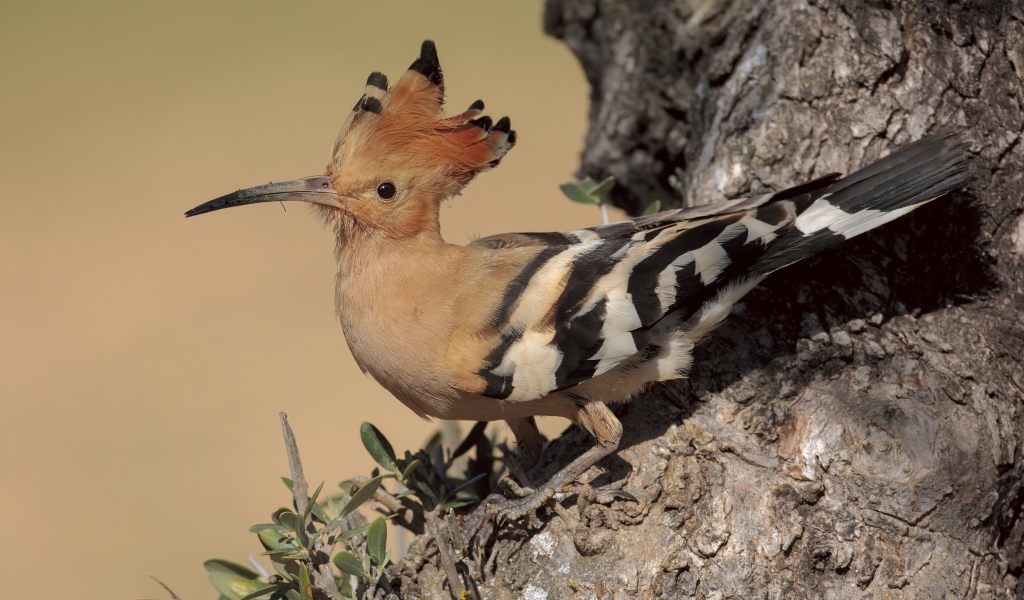 Птица удод с острым клювом сидит на дереве
