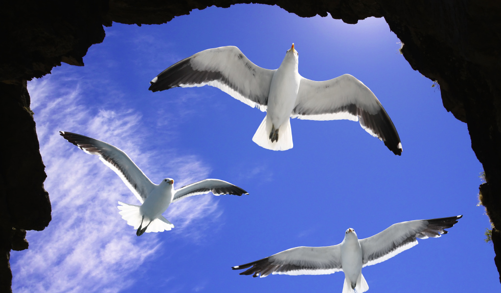 Три белые чайки в голубом небе