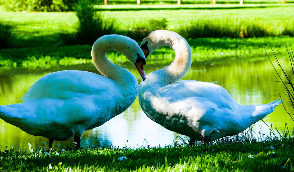 Two beautiful white swans by the pond on green grass