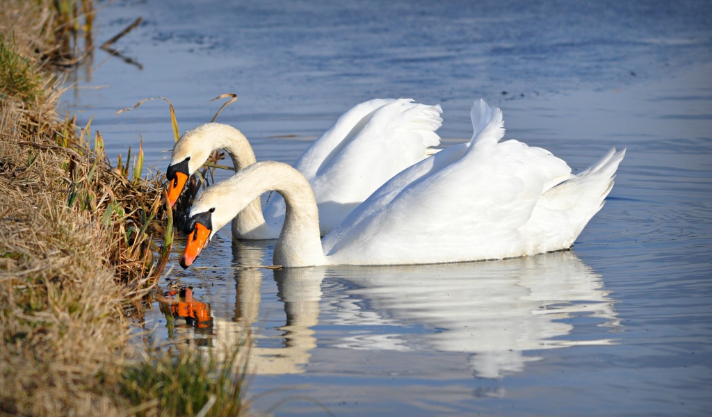 Два красивых белых лебедя у берега 
