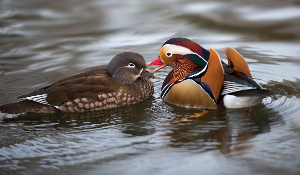 Две уточки мандаринки в воде 