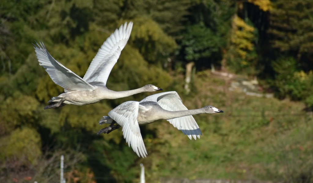 Два серых гуся летят над озером