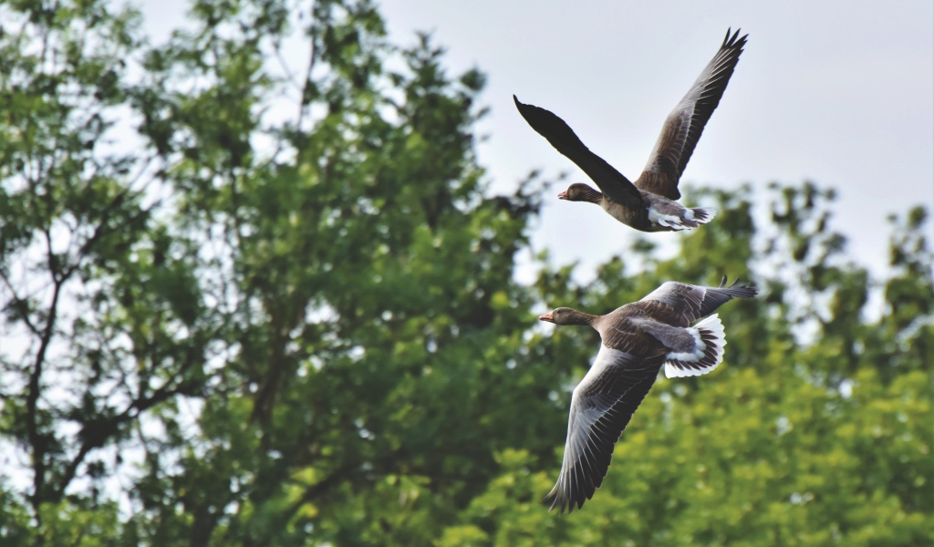 Два серых диких гуся пролетают у дерева