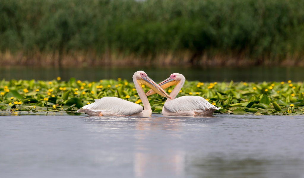 Два больших пеликана в воде с желтыми лилиями