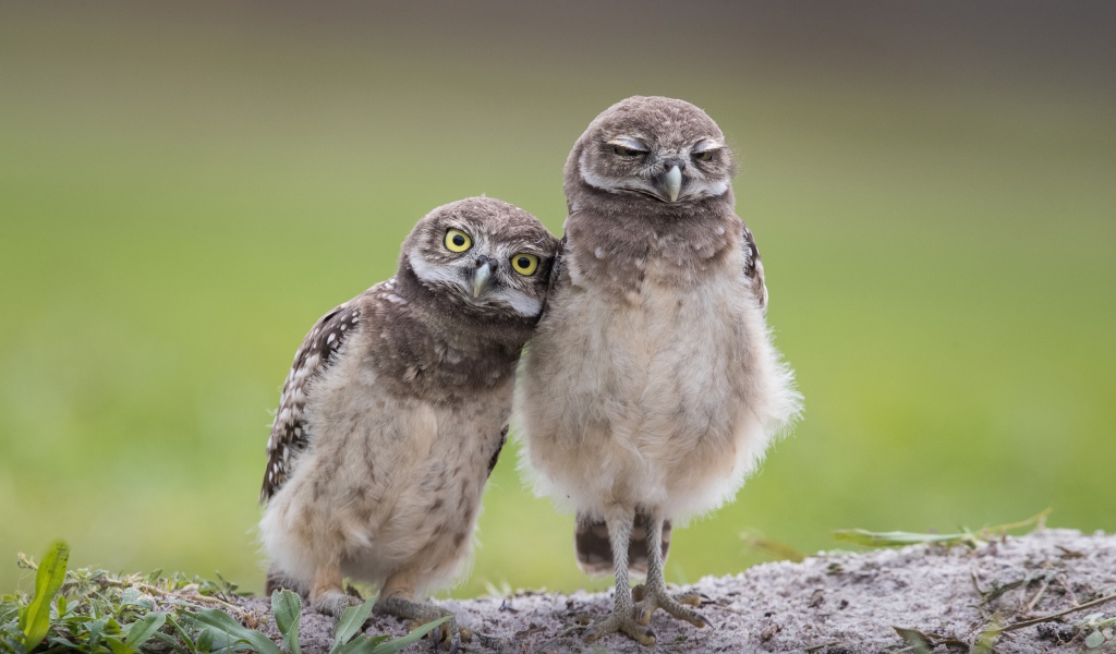 Две маленькие совы стоят на земле 