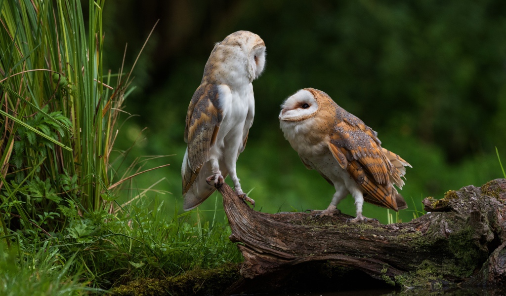 Две совы сидят на сухом дереве у воды
